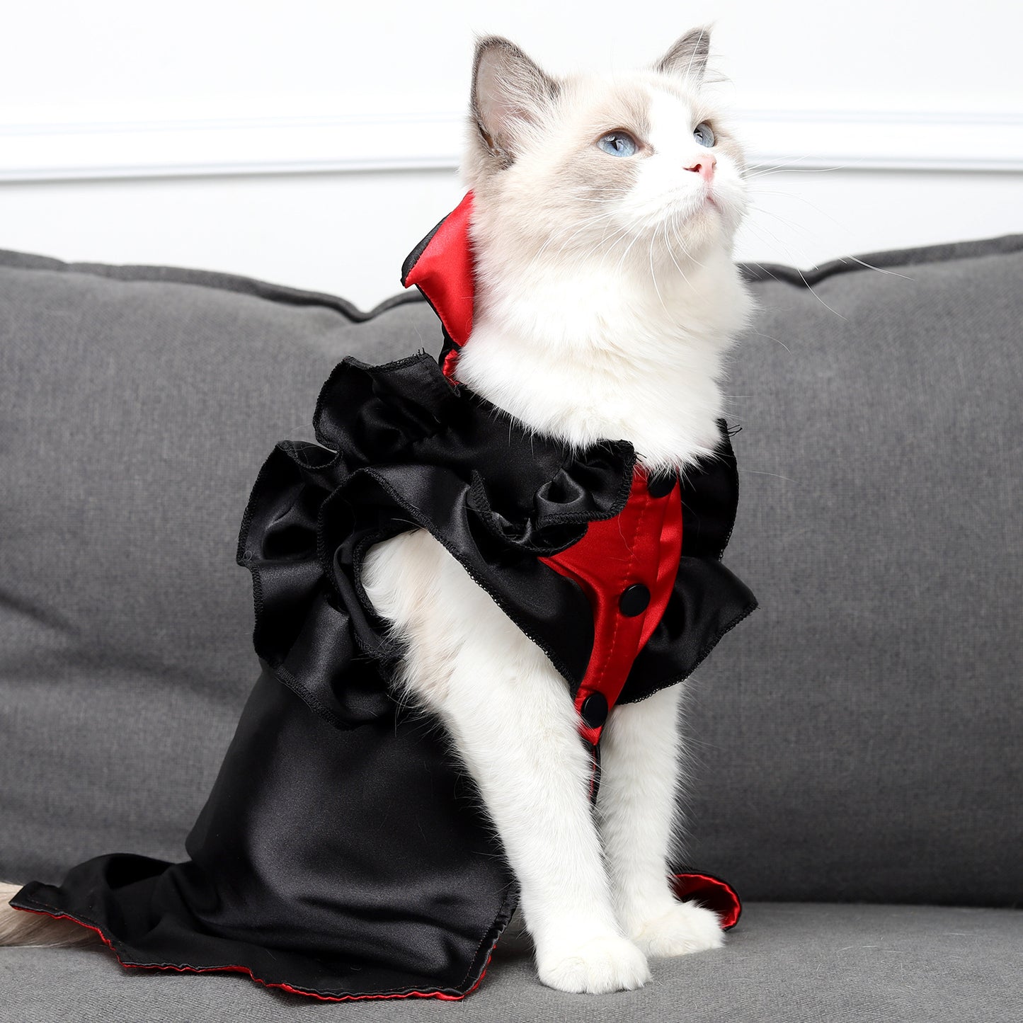 Cat wearing a black and red outfit on a gray couch